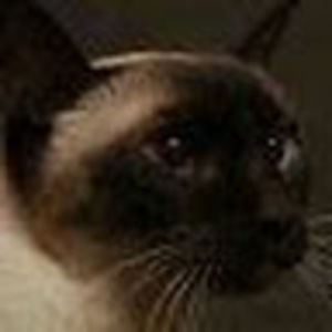 Meet your Posher, Daisy